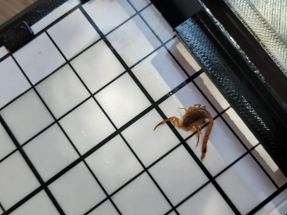Escorpião retido na superfície adesiva quadriculada dentro da câmara