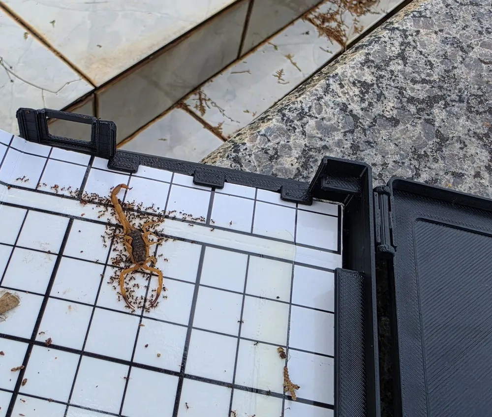 Refil inspecionado em área externa com escorpião capturado